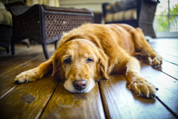 How Seniors Benefit From Adopting Senior Pets | Globe Life