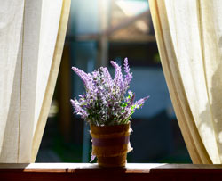 5 Plants To Keep In Your Bedroom | Globe Life